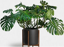 fern in a pot