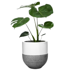 Plant in a big pot