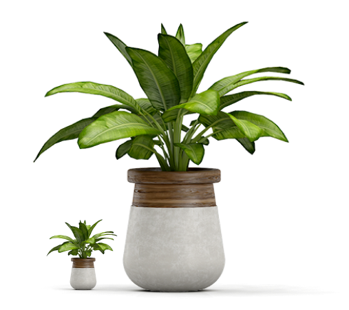 plant in a pot