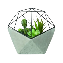 barberton_daisy_plant