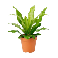 barberton_daisy_plant