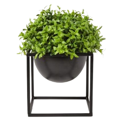 barberton_daisy_plant
