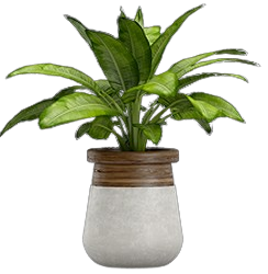 barberton_daisy_plant
