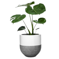 barberton_daisy_plant