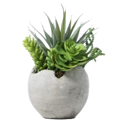barberton_daisy_plant
