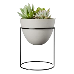barberton_daisy_plant