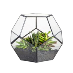 barberton_daisy_plant