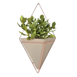 barberton_daisy_plant