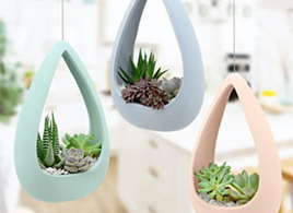 three plants in hanging pots