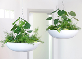 two plants in hanging pots