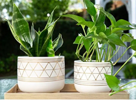 two plants in two pots